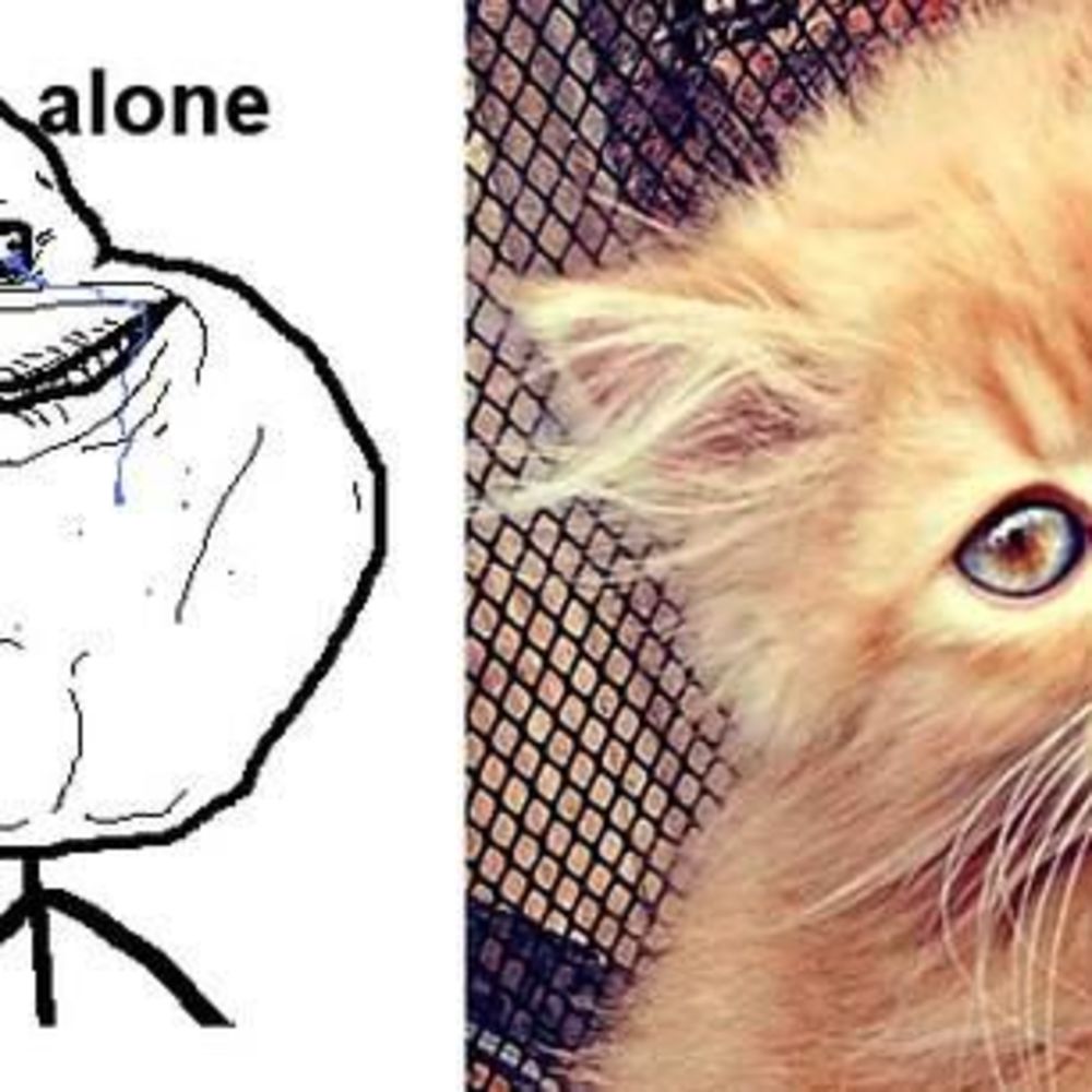 Meet your Posher, Hoa